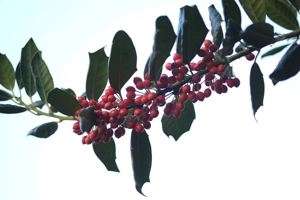 Vista Cerca Una Planta Celestial Bambú Nandina Con Racimos Bayas — Foto de Stock