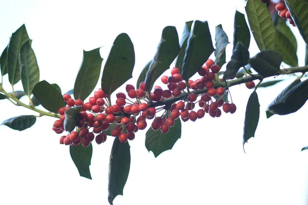 Närbild Himmelsk Bambu Nandina Växt Med Klasar Levande Röda Bär — Stockfoto