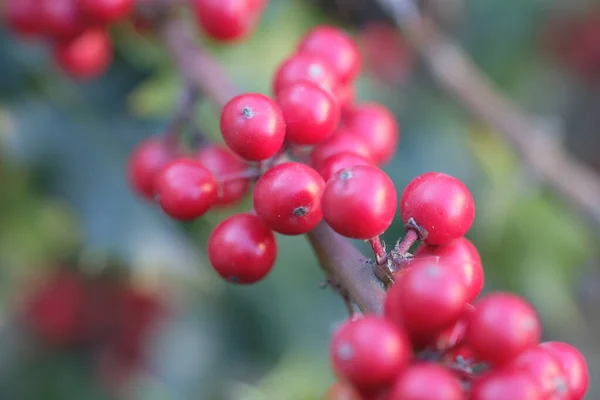 Close View Heavenly Bamboo Nandina Plant Bunches Vivid Red Berries — Stock Photo, Image