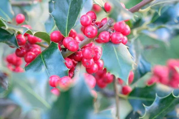 Close View Heavenly Bamboo Nandina Plant Bunches Vivid Red Berries — Stock Photo, Image