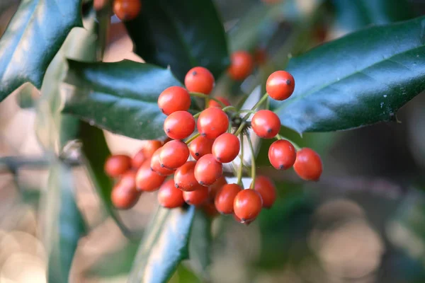 鮮やかな赤い果実の束と天空の竹ナンディナ植物のビューを閉じます 高品質の写真 — ストック写真