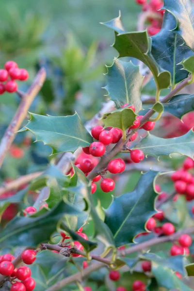 Close View Heavenly Bamboo Nandina Plant Bunches Vivid Red Berries — Stock Photo, Image