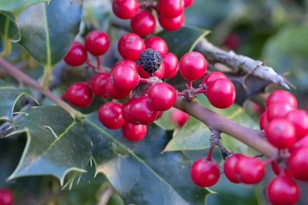 Vista Cerca Una Planta Celestial Bambú Nandina Con Racimos Bayas — Foto de Stock