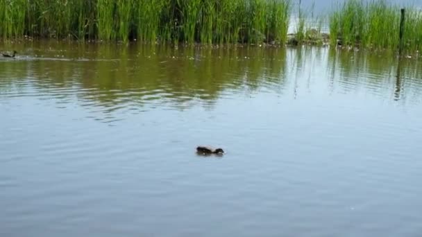意大利，托雷德尔拉戈普契尼湖中游泳的鸭子 — 图库视频影像