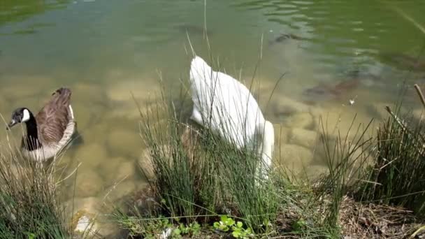 Un cigno Cygnus Olor e una Branta Canadensis oca che nuotano con molte carpe carpione in un lago — Video Stock