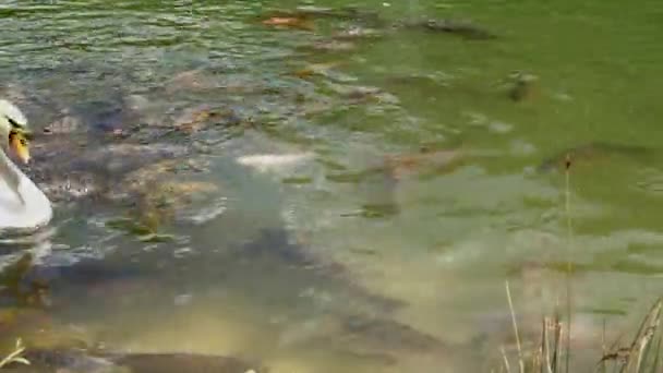 One Cygnus Olor swan swimming with many Cyprinus Carpio carps in a lake — Stock Video