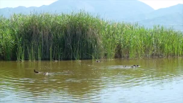 意大利，托雷德尔拉戈普契尼湖中游泳的鸭子 — 图库视频影像