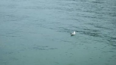 Bir Larinae martısı İtalya 'daki Garda Gölü' nün sularında yüzüyor.