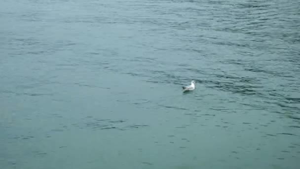 Uma gaivota Larinae nadando na água do Lago Garda, Itália — Vídeo de Stock