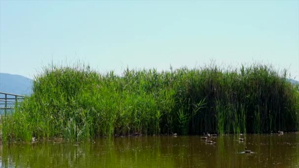 Anatre che nuotano nell'acqua del lago di Torre del Lago Puccini — Video Stock