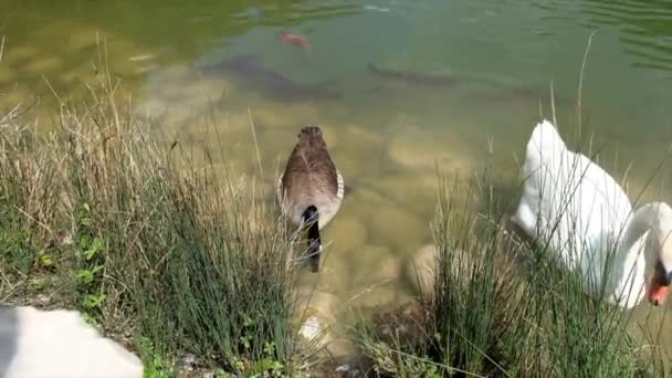 Un cygne Cygnus Olor et une oie Branta Canadensis nageant avec de nombreuses carpes Cyprinus Carpio dans un lac — Video