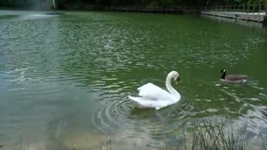 Bir Cygnus Olor kuğusu ve bir Branta Canadensis kazı gölde bir sürü Cyprinus Carpio sazanıyla yüzüyor.