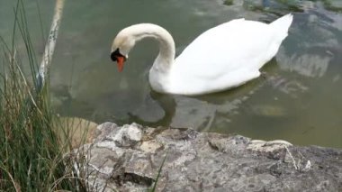 Bir Cygnus Olor kuğusu bir gölün kıyısında bir sürü Cyprinus Carpio sazanıyla yüzüyor.