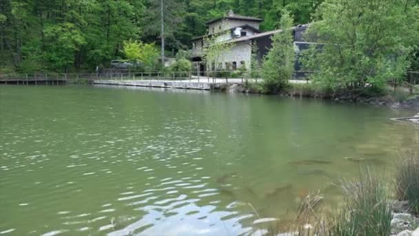 Widok na jezioro Montalto we Włoszech z wieloma karpiami Cyprinuc Carpio pływających w wodzie — Wideo stockowe