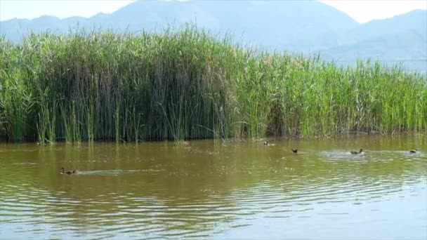 Anatre che nuotano nell'acqua del lago di Torre del Lago Puccini — Video Stock