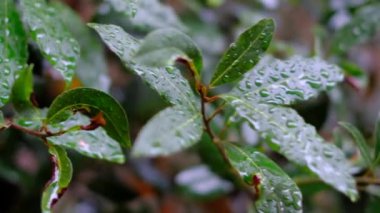 Yağmurdan sonra bir bitkinin yapraklarına düşer.