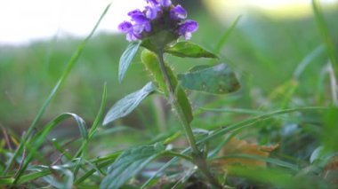 Yeşil bir tırtıl çayırdaki menekşe çiçeğinin üzerinde dönüyor.