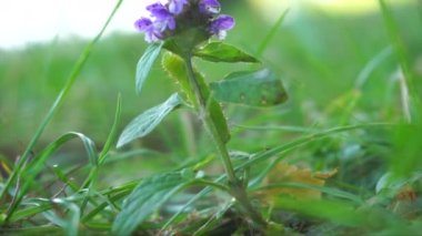 Yeşil bir tırtıl çayırdaki menekşe çiçeğinin üzerinde dönüyor.