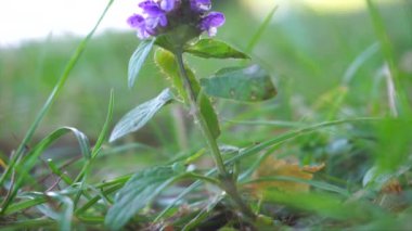 Yeşil bir tırtıl çayırdaki menekşe çiçeğinin üzerinde dönüyor.
