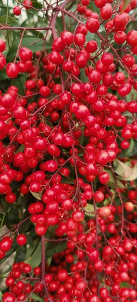 Vista Cerca Una Planta Celestial Bambú Nandina Con Racimos Bayas —  Fotos de Stock