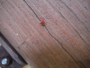 Tahta panelde kırmızı böcek var. Yüksek kalite fotoğraf