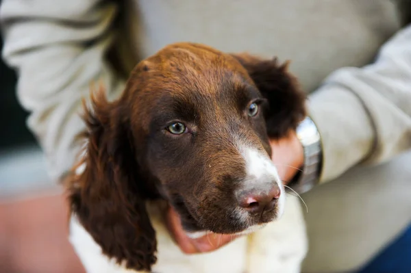 Brązowo Biały Szczeniak Springer Spaniel Wysokiej Jakości Zdjęcie — Zdjęcie stockowe