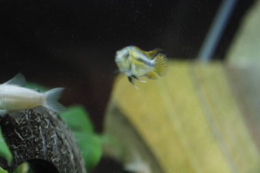 Akvaryumda apistogramma cacatuoides portakalı. Yüksek kalite fotoğraf