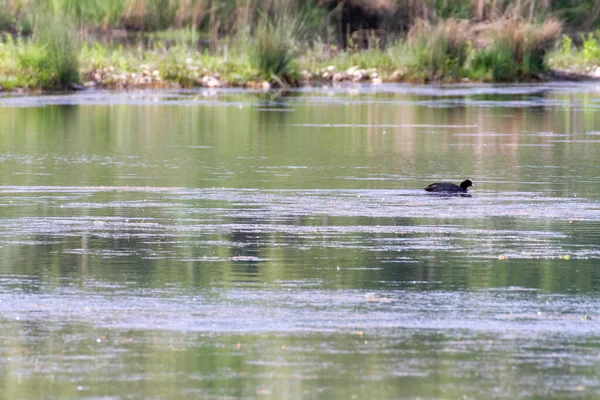 Blässhuhn Schwimmt Auf Italienischem Sumpfsee — Stockfoto