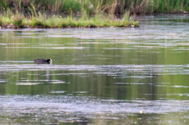 İtalyan bataklık gölünde yüzüyorlar.