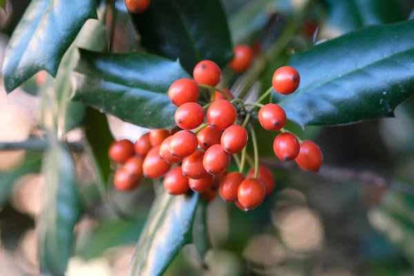 Κοντινή Θέα Ενός Φυτού Heavenly Bamboo Nandina Δέσμες Από Ζωηρά — Φωτογραφία Αρχείου