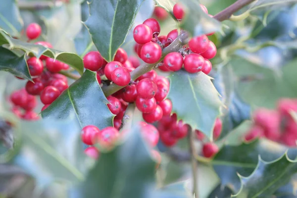 Κοντινή Θέα Ενός Φυτού Heavenly Bamboo Nandina Δέσμες Από Ζωηρά — Φωτογραφία Αρχείου