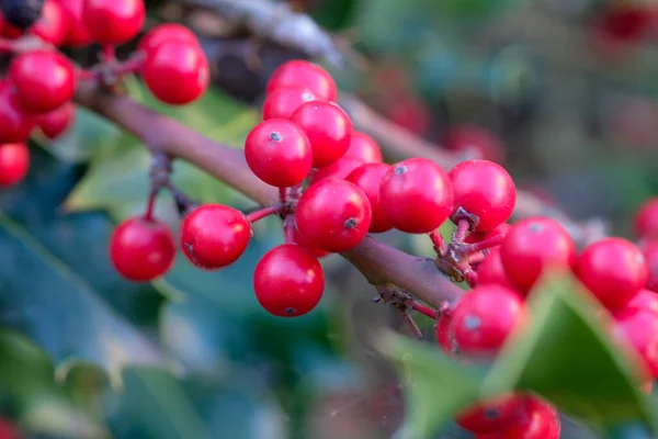 Närbild Himmelsk Bambu Nandina Växt Med Klasar Levande Röda Bär — Stockfoto