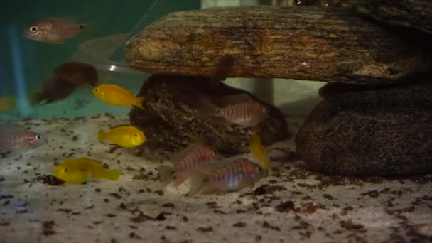 Peces Cíclidos Africanos Acuario Mientras Comen Alimentos Secos — Vídeo de stock