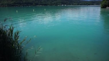Klagenfurth, Avusturya 'daki Worthersee Gölü' nün suyunda yüzen balıklar