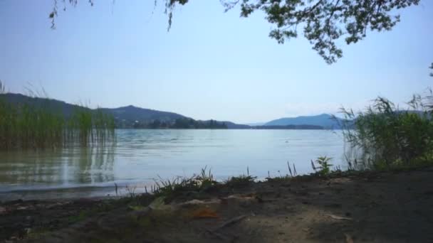 Roseaux sur le lac Worthersee à Klagenfurth, Autriche — Video