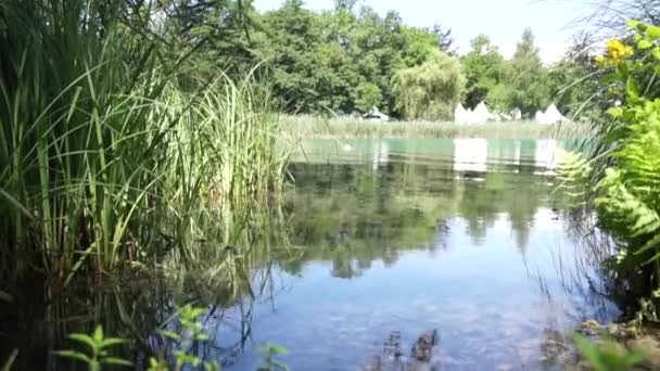 Rieten aan de Worthersee in Klagenfurth, Oostenrijk — Stockvideo