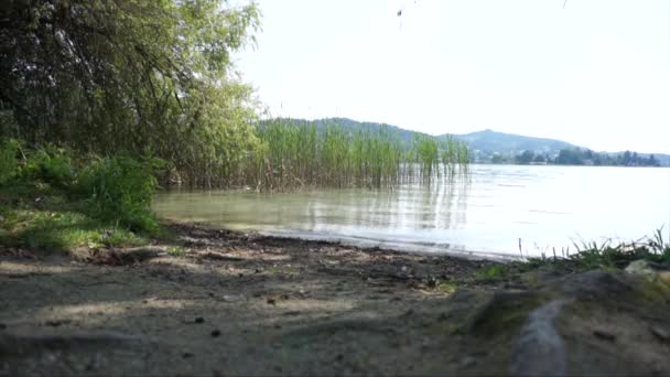 Reeds on Lake Worthersee in Klagenfurth, Austria — стоковое видео