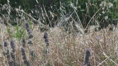 İtalya 'nın Emilian tepelerindeki bir tarlada bir Sirex Gigas orman arısı.