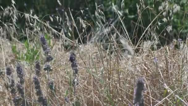 Una vespa Sirex Gigas in un campo sulle colline emiliane, Italia — Video Stock