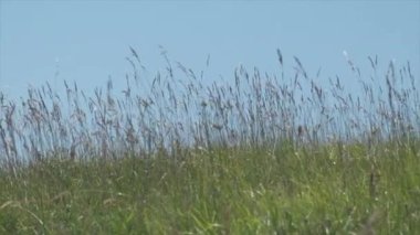 Emilian tepeleri rüzgarın sürüklediği yeşil çimlerle kaplı, İtalya