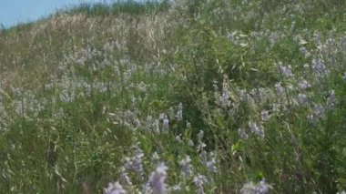 Emilian tepeleri rüzgarın sürüklediği yeşil çimlerle kaplı, İtalya