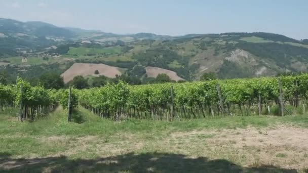 Weinberg auf emilianischen Hügeln an einem sonnigen Tag, Italien — Stockvideo