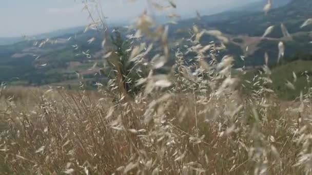 Collina emiliana coperta da fili di paglia mossi dal vento, Italia — Video Stock