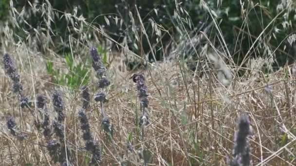 Eine Sirex Gigas-Wespe auf einem Feld in den Hügeln von Emilia, Italien — Stockvideo