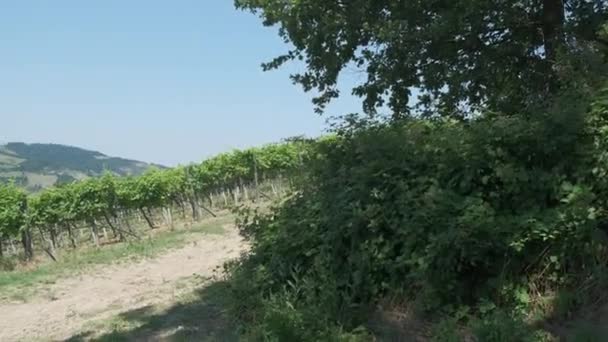 Vigneto sulle colline emiliane in una giornata di sole, Italia — Video Stock