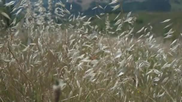 Collina emiliana coperta da fili di paglia mossi dal vento, Italia — Video Stock