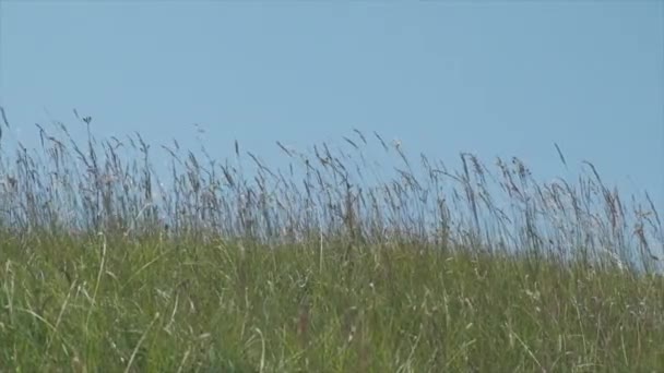 Colline Emiliane Coperte Erba Verde Mossa Dal Vento — Video Stock