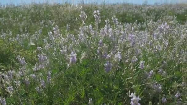 Colinas Emilianas Cubiertas Hierba Verde Movidas Por Viento Italia — Vídeo de stock