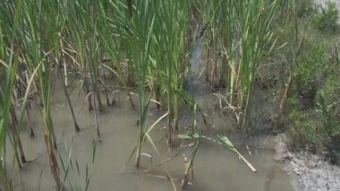 Emilian tepelerinde bir bataklık Güneşli bir günde, İtalya