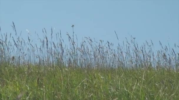 Colline Emiliane Coperte Erba Verde Mossa Dal Vento — Video Stock